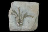Fossil Crinoid (Scytalocrinus) - Crawfordsville, Indiana #135552-1